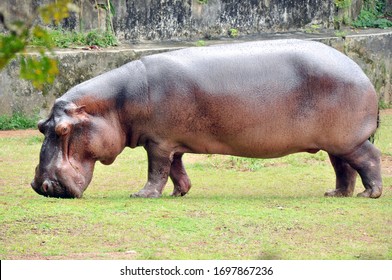 Potamus High Res Stock Images Shutterstock