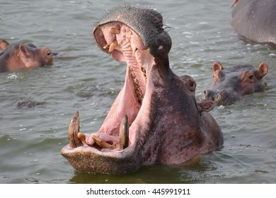 Hippo In Queen Elizabeth National Park, Uganda