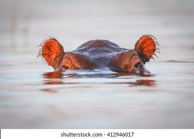 Hippo resting in river with head above water