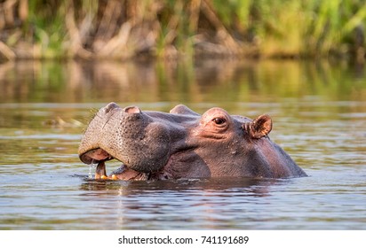 Hippo in a river in the Caprivi Strip, Namibia