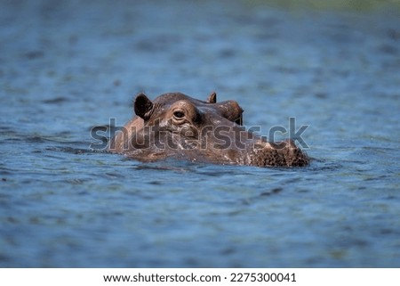 Hippo in river watching camera in sunshine
