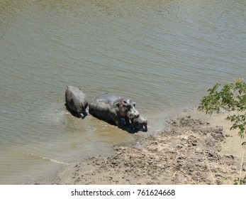Hippo in the Savannah Safari in Kenya