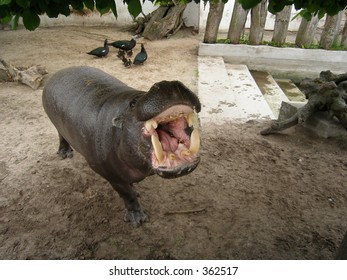 Hippo showing teeth