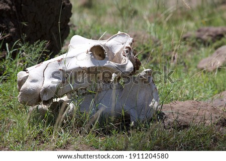 hippo skulls by the water in Kenya