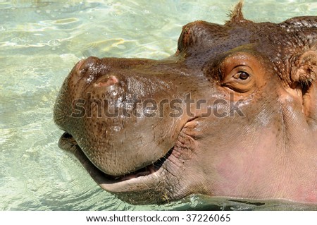A hippo with a smiling mouth