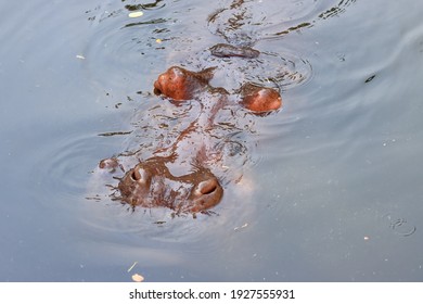 Hippo soak in water in summer hippo head