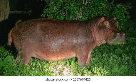 Hippo standing broadside at night - Shutterstock ID 1357674425