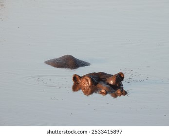 Hippo submerged in the Kruger National Park of South Africa - Powered by Shutterstock