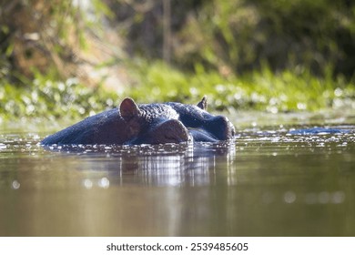 Hippo submerged in water with only its head visible, creating a calm and reflective scene - Powered by Shutterstock