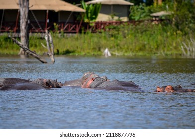 Hippo Swimming In The Lake, Naivasha, Kenya, Africa