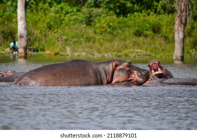 Hippo Swimming In The Lake, Naivasha, Kenya, Africa