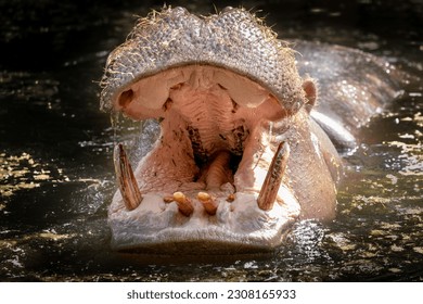 a hippo swimming in the water with mouth opened