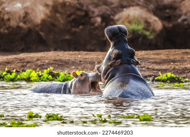 Hippo in Tsavo-West National Park, Kenya Africa. - Shutterstock ID 2274469203
