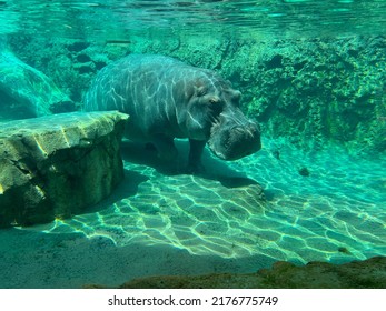 Hippo under water rocks green