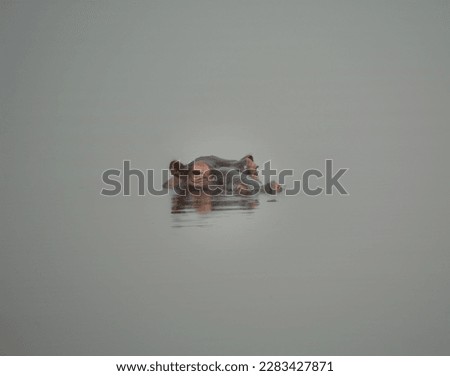A hippo underwater in Akagera National Park in Rwanda