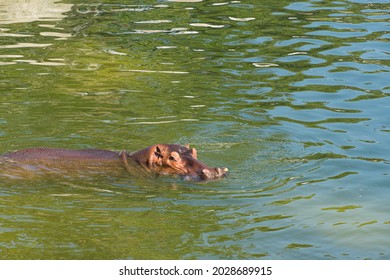 Hippo Underwater In A Bio Park.