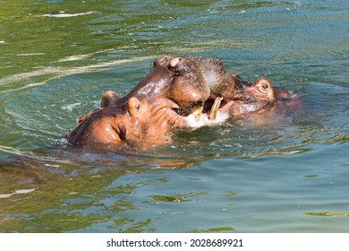 Hippo Underwater In A Bio Park.