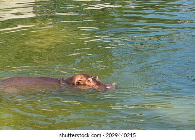 Hippo Underwater In A Bio Park.