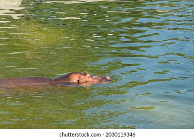 Hippo Underwater In A Bio Park.