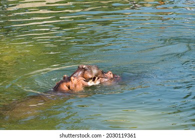 Hippo Underwater In A Bio Park.