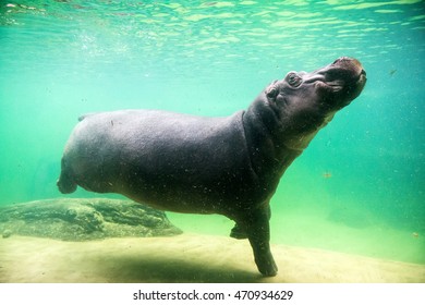 1,234 Hippopotamus underwater Images, Stock Photos & Vectors | Shutterstock