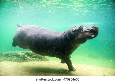Hippo underwater, hippopotamus in water through glass