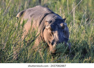 A hippo walking through reeds - Powered by Shutterstock