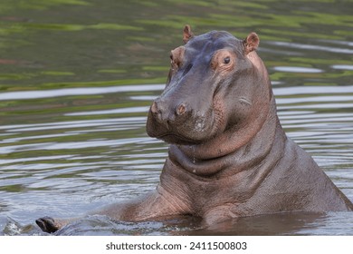 Hippo watching us on the riverbank.