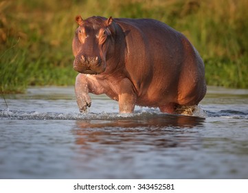 Hippo In The Water, Defending Its Territory, Shows Warning Signals Before Attack. Lit By Morning Sun, Colorful Background.