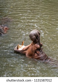 Hippo In Water With Wide Open Mounth