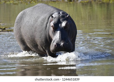 Hippo Wild Stock Photo 1244651839 | Shutterstock