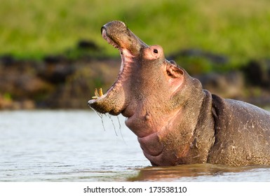 Hippo Yawn 