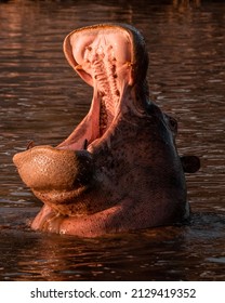 Hippo Yawning In Hippos Pool