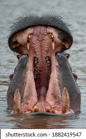 hippo-yawning-on-safari-south-260nw-1882419547.jpg