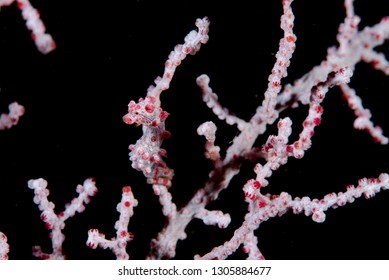 Hippocampus Bargibanti Pygmy Seahorse