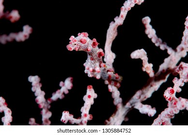 Hippocampus Bargibanti Pygmy Seahorse