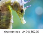 Hippocampus Guttulatus - Long-Snouted Seahorse- Spiny Seahorse - Syngnathidae