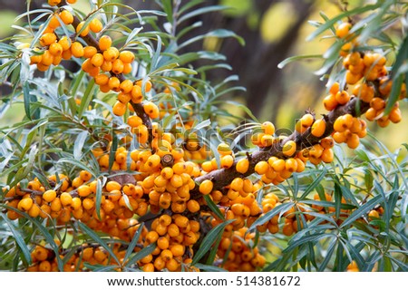 Hippophae is a genus of sea buckthorns, deciduous shrubs in the family Elaeagnaceae. It is also referred to as sandthorn, sallowthorn, or seaberry.