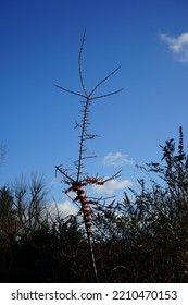 Hippophae In The Winter Garden In January. Hippophae Is The Genus Of Sea Buckthorns, Deciduous Shrubs In The Family Elaeagnaceae. Berlin, Germany