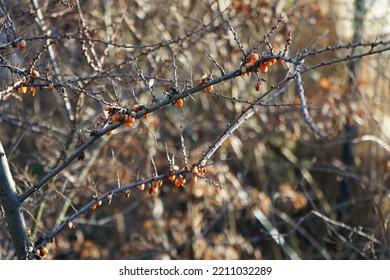 Hippophae In The Winter Garden In January. Hippophae Is The Genus Of Sea Buckthorns, Deciduous Shrubs In The Family Elaeagnaceae. Berlin, Germany