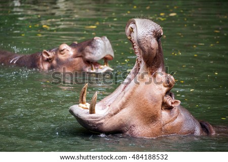  hippopotamus
