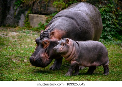 Hippopotamus Amphibian Female With Cub Looking For Food.