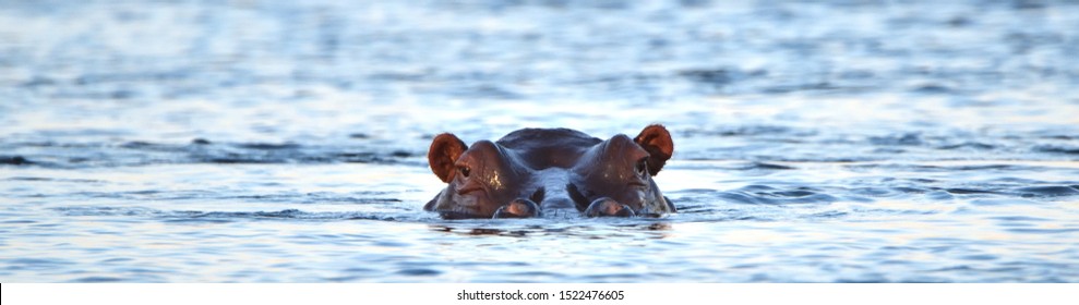 A hippopotamus (Hippopotamus amphibious) lying in the Zambezi River, Zambia with its head above water looking straight at you