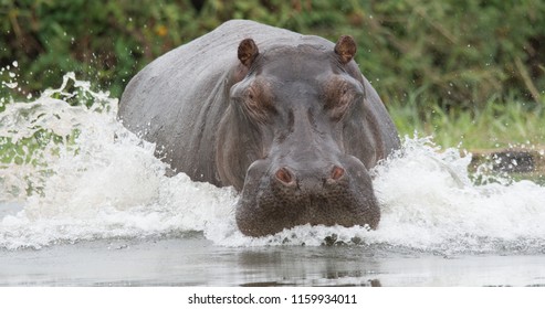 Hippopotamus, Hippopotamus Amphibius