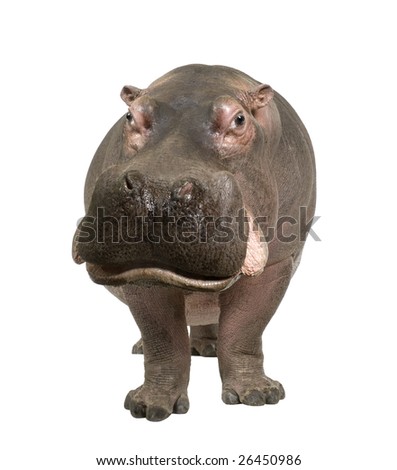 Hippopotamus - Hippopotamus amphibius ( 30 years) in front of a white background