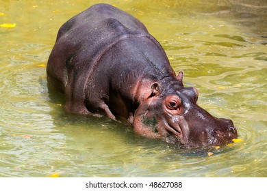 183 Megafauna Africa Images, Stock Photos & Vectors | Shutterstock