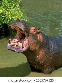 Hippopotamus, Hippopotamus Amphibius, Adult Yawning, With Open Mouth  