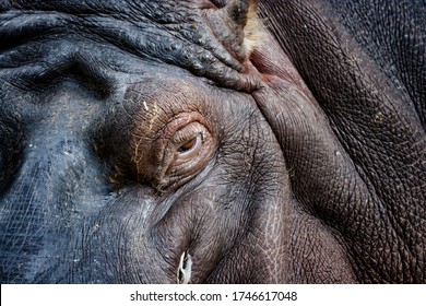 The hippopotamus (Hippopotamus amphibius) closeup on head, eye and thick wrinkly skin