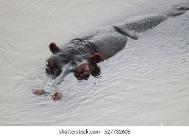 Hippopotamus Amphibius Closeup In The Water