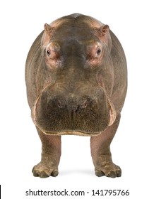 Hippopotamus - Hippopotamus amphibius, facing the camera, isolated on white